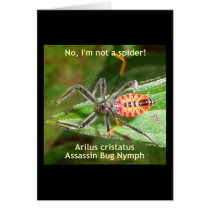 Red Spider Assassin Bug Greeting Card