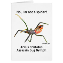 Red Spider Assassin Bug Card
