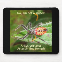 Red Spider Assassin Bug Mouse Pad