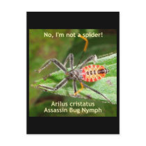 Red Spider Assassin Bug Postcards