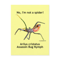 Red Spider Assassin Bug Postcard