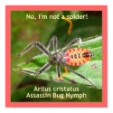 Red Spider Assassin Bug Poster