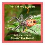 Red Spider Assassin Bug Poster