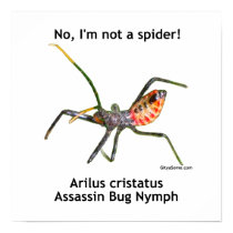 Red Spider Assassin Bug Poster