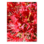 Red Spider Lilies Post Cards