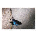Red Spotted Admiral posters by S_Evelyn_Vincent Red Spotted Admiral posters