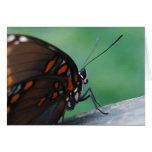 Red-spotted Purple Butterfly card