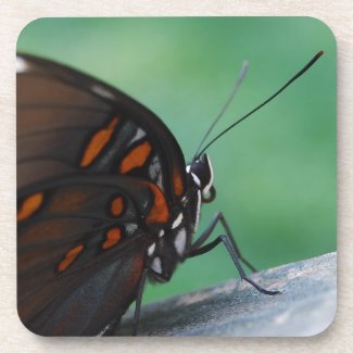 Red-spotted Purple Butterfly
