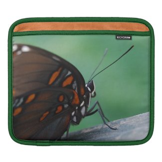 Red-spotted Purple Butterfly
