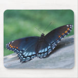 Red-spotted Purple Butterfly mousepad