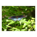 Red Spotted Purple Butterfly posters by SweetRascal Red Spotted Purple Butterfly posters