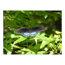 Red Spotted Purple Butterfly posters