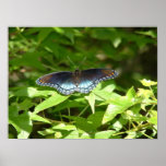 Red Spotted Purple Butterfly posters