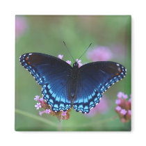 red-spotted purple magnets by butterflypixie red-spotted purple magnets