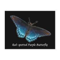 Red-spotted Purple Postcard by naturegirl7 Red-spotted Purple Postcard