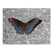 Red-spotted Purple Postcard