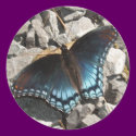 Red-spotted Purple Sticker