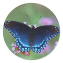 red-spotted purple stickers by butterflypixie red-spotted purple stickers