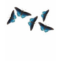 Red-spotted Purple T-Shirt by naturegirl7 Red-spotted Purple T-Shirt