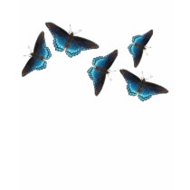 Red-spotted Purple T-Shirt by naturegirl7 Red-spotted Purple T-Shirt