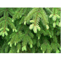 Red Spruce Sprouts 4 photo sculptures by lifesphere Red Spruce Sprouts 4 photo sculptures
