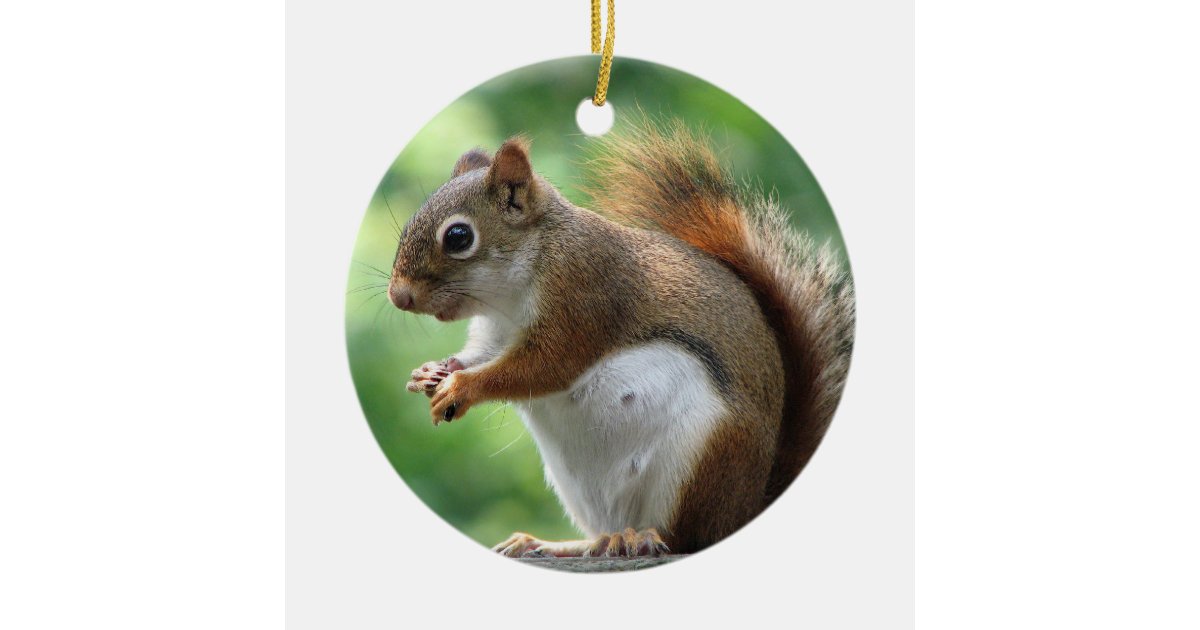 red squirrel christmas ornament zazzle red squirrel christmas ornament zazzle