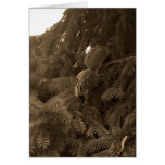 Red Squirrel in Sepia Greeting Cards