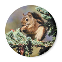 Red Squirrel Fridge Magnets