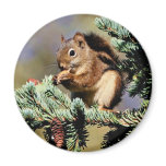 Red Squirrel Fridge Magnets