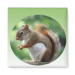 Red Squirrel Magnet