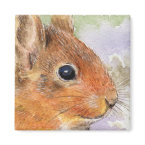 Red Squirrel Magnet magnet