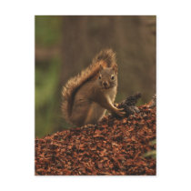 Red Squirrel on Debris Pile Postcards
