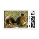 Red Squirrel Postage Stamp
