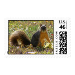 Red Squirrel Postage Stamp