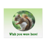 Red Squirrel Post Cards