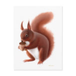 Red Squirrel Postcard