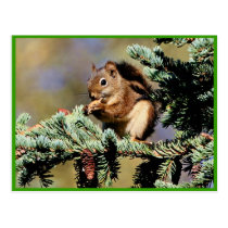 Red Squirrel postcards