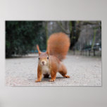 Red Squirrel Poster