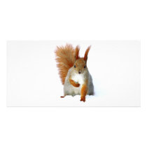 Red Squirrel sitting on snow Customized Photo Card