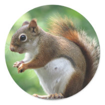 Red Squirrel Round Sticker
