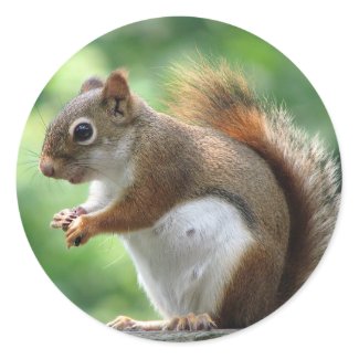 Red Squirrel sticker