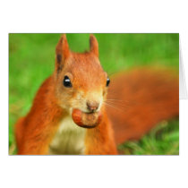 Red Squirrel with a nut Cards