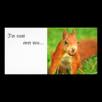 Red Squirrel with a nut, I'm nuts over you... photo cards