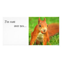 Red Squirrel with a nut, I'm nuts over you... photo cards by anthonyhedger Red Squirrel with a nut, I'm nuts over you... photo cards