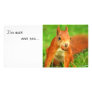 Red Squirrel with a nut, I'm nuts over you... Photo Cards