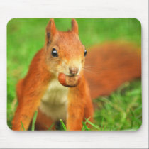 Red Squirrel with a nut mousepads