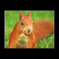 Red Squirrel with a nut postcards