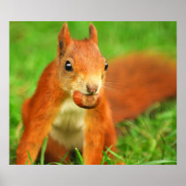 Red Squirrel with a nut Posters