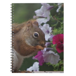 Red Squirrel with Petunias