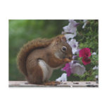 Red Squirrel with Petunias Postcard